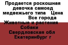 Продается роскошная девочка самоед медвежьего типа › Цена ­ 35 000 - Все города Животные и растения » Собаки   . Свердловская обл.,Екатеринбург г.